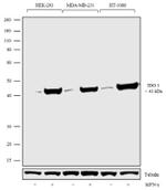 IDO Antibody in Western Blot (WB)