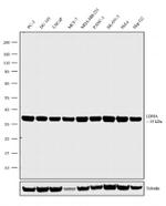 LDHA Antibody in Western Blot (WB)