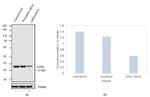 LDHA Antibody in Western Blot (WB)