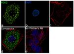 PCK2 Antibody in Immunocytochemistry (ICC/IF)