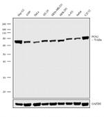 PCK2 Antibody in Western Blot (WB)