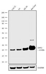 GPX1 Antibody in Western Blot (WB)