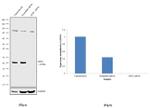 GPX1 Antibody in Western Blot (WB)