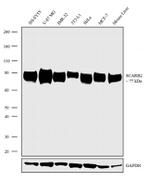 LIMP2 Antibody in Western Blot (WB)