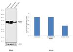 LIMP2 Antibody in Western Blot (WB)