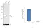 SOD1 Antibody in Western Blot (WB)