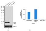 SOD1 Antibody in Western Blot (WB)