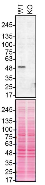 Parkin Antibody