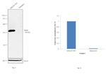 Parkin Antibody