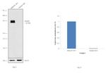 Ataxin 3 Antibody in Western Blot (WB)