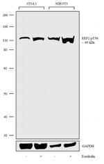 Phospho-EEF2 (Thr56) Antibody