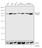 Phospho-EEF2 (Thr56) Antibody in Western Blot (WB)