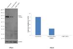 UHRF1 Antibody