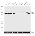 UHRF1 Antibody in Western Blot (WB)