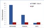 OCT1 (POU2F1) Antibody in ChIP Assay (ChIP)