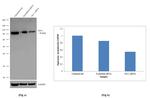 OCT1 (POU2F1) Antibody in Western Blot (WB)