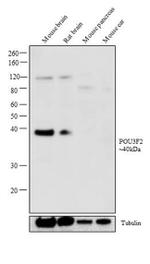 POU3F4 Antibody in Western Blot (WB)