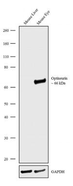 Optineurin Antibody