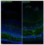 Optineurin Antibody in Immunohistochemistry (Frozen) (IHC (F))