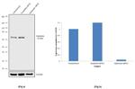 Optineurin Antibody in Western Blot (WB)