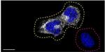 Optineurin Antibody in Immunocytochemistry (ICC/IF)