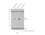 Caspase 1 Antibody in Western Blot (WB)