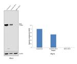 BRD8 Antibody