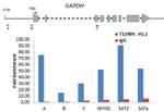 Histone H1.2 Antibody