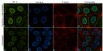 Histone H1.2 Antibody in Immunocytochemistry (ICC/IF)