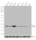 OLIG1 Antibody