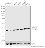 H3K4me3 Antibody in Western Blot (WB)