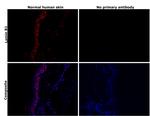 Lamin B1 Antibody in Immunohistochemistry (Paraffin) (IHC (P))