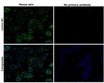 Lamin B1 Antibody in Immunohistochemistry (Paraffin) (IHC (P))