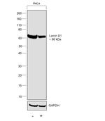 Lamin B1 Antibody