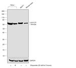 Lamin B1 Antibody in Western Blot (WB)