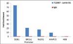 Lamin B1 Antibody in ChIP Assay (ChIP)