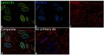 Lamin B1 Antibody in Immunocytochemistry (ICC/IF)