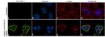 Phospho-WWTR1 (Ser311) Antibody