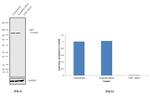 USP7 Antibody in Western Blot (WB)