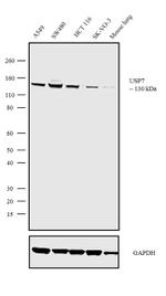 USP7 Antibody in Western Blot (WB)