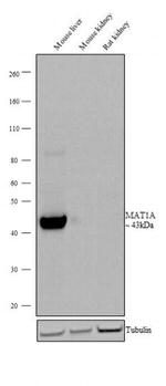 MAT1A Antibody