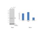 MAT1A Antibody in Western Blot (WB)