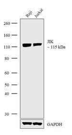 JIK Antibody in Western Blot (WB)