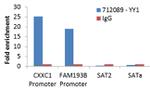 YY1 Antibody in ChIP Assay (ChIP)