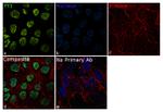 YY1 Antibody in Immunocytochemistry (ICC/IF)