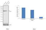 YY1 Antibody in Western Blot (WB)