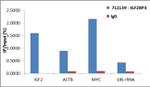 IGF2BP3 Antibody in RNA Immunoprecipitation (RIP)