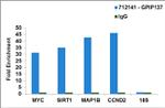 GPIP137 Antibody