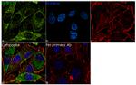 GPIP137 Antibody in Immunocytochemistry (ICC/IF)