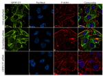 GPIP137 Antibody in Immunocytochemistry (ICC/IF)